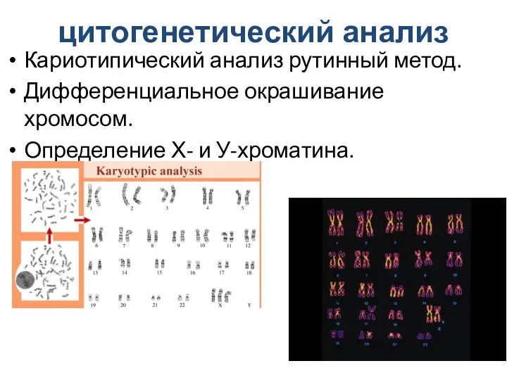 цитогенетический анализ Кариотипический анализ рутинный метод. Дифференциальное окрашивание хромосом. Определение Х- и У-хроматина.