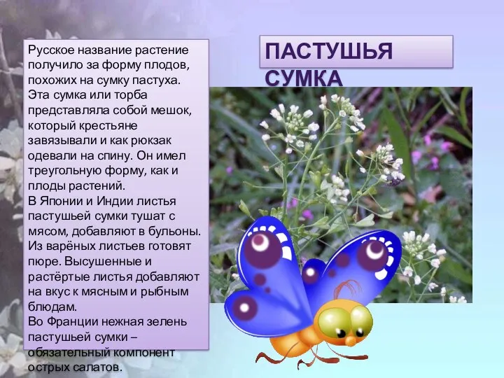 ПАСТУШЬЯ СУМКА Русское название растение получило за форму плодов, похожих