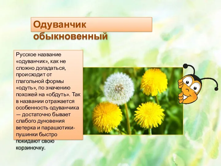 Одуванчик обыкновенный Русское название «одуванчик», как не сложно догадаться, происходит