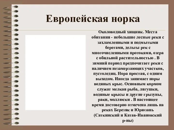 Европейская норка Околоводный хищник. Места обитания - небольшие лесные реки