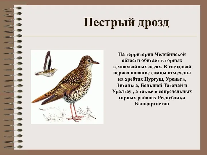 Пестрый дрозд На территории Челябинской области обитает в горных темнохвойных