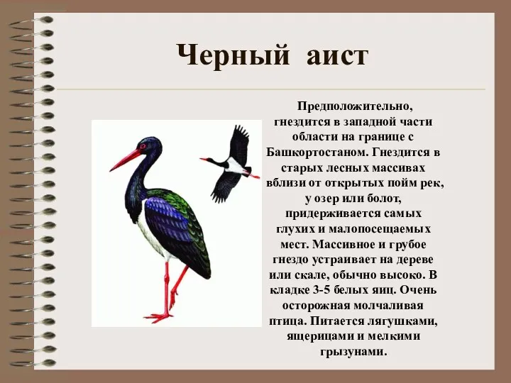 Черный аист Предположительно, гнездится в западной части области на границе