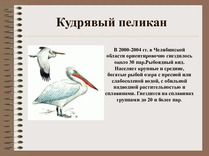 Кудрявый пеликан В 2000-2004 гг. в Челябинской области ориентировочно гнездилось