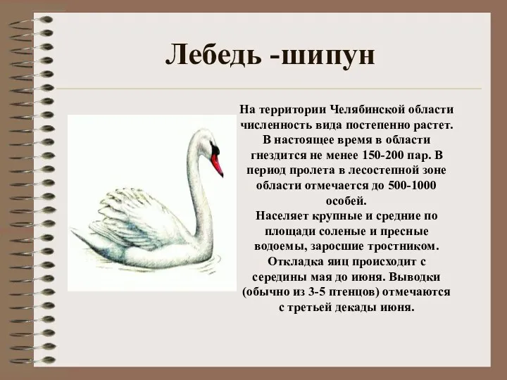 Лебедь -шипун На территории Челябинской области численность вида постепенно растет.