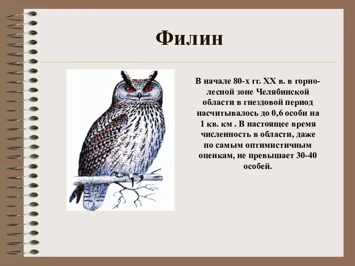 Филин В начале 80-х гг. XX в. в горно-лесной зоне