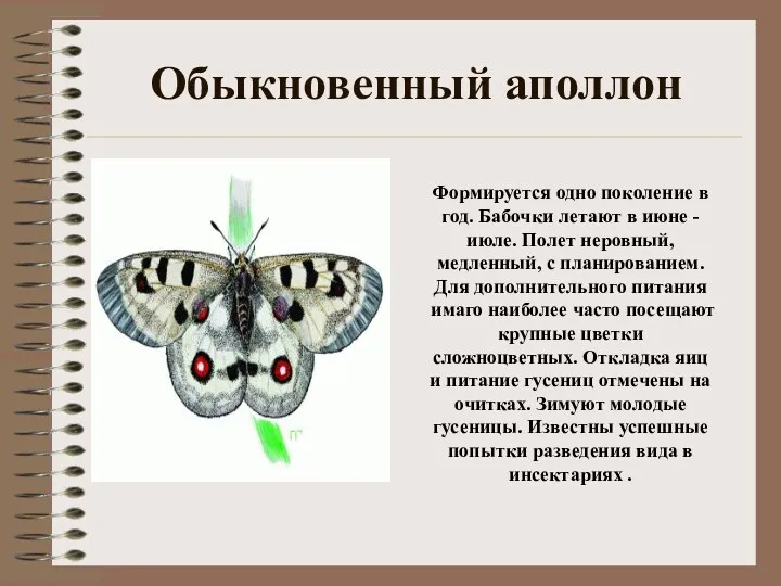 Обыкновенный аполлон Формируется одно поколение в год. Бабочки летают в