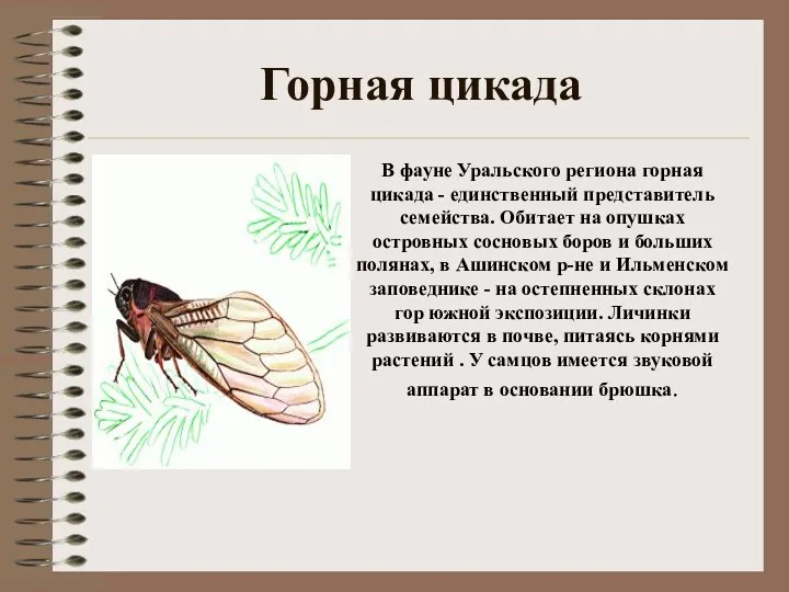 Горная цикада В фауне Уральского региона горная цикада - единственный