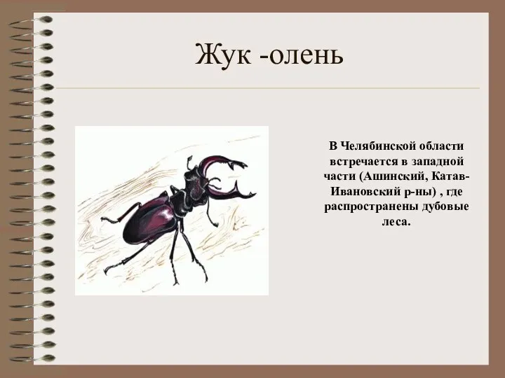 Жук -олень В Челябинской области встречается в западной части (Ашинский,