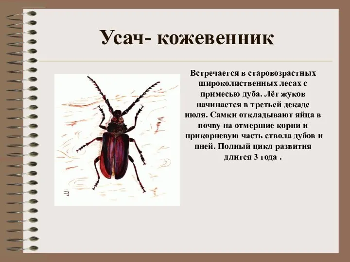 Усач- кожевенник Встречается в старовозрастных широколиственных лесах с примесью дуба.