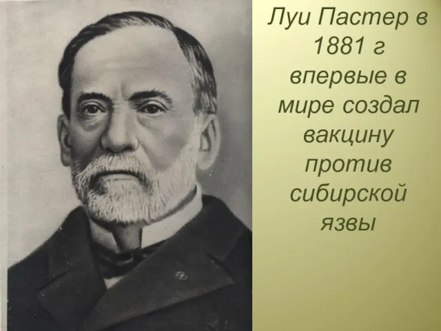 Луи Пастер в 1881 г впервые в мире создал вакцину против сибирской язвы