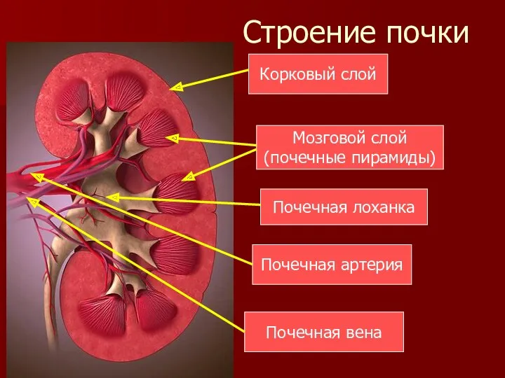 Строение почки Корковый слой Мозговой слой (почечные пирамиды) Почечная лоханка Почечная артерия Почечная вена