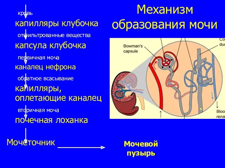 Механизм образования мочи кровь капилляры клубочка отфильтрованные вещества капсула клубочка