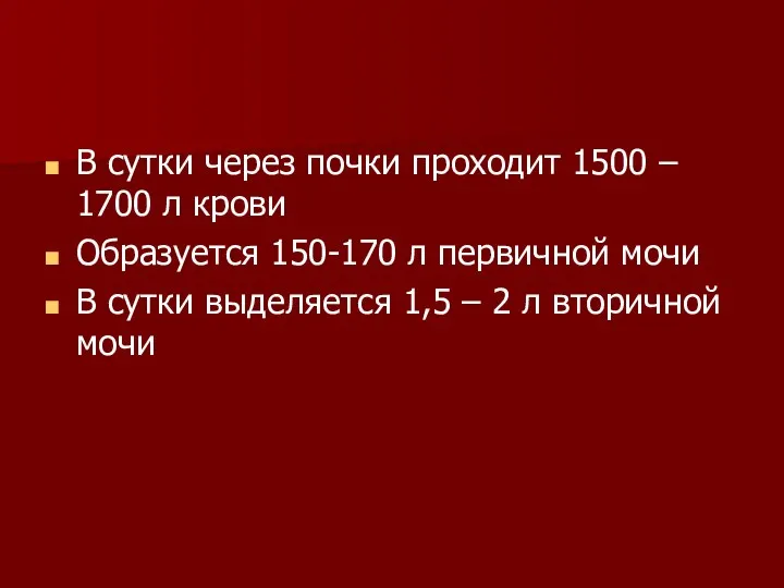 В сутки через почки проходит 1500 – 1700 л крови