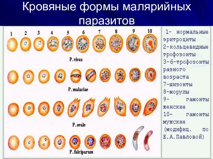 Кровяные формы малярийных паразитов