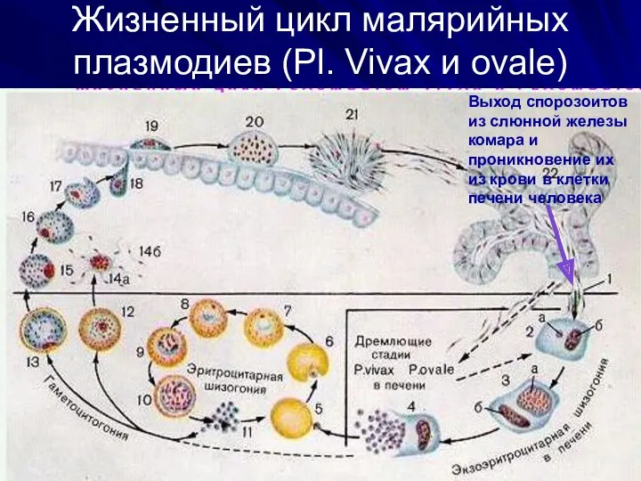 Жизненный цикл малярийных плазмодиев (Pl. Vivax и ovale) Выход спорозоитов