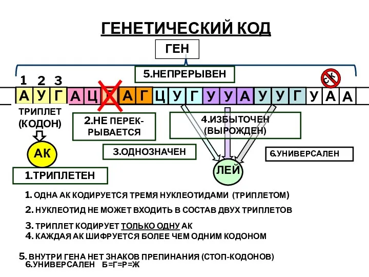 ГЕНЕТИЧЕСКИЙ КОД 1 2 3 ТРИПЛЕТ (КОДОН) 1.ТРИПЛЕТЕН 2.НЕ ПЕРЕК-РЫВАЕТСЯ