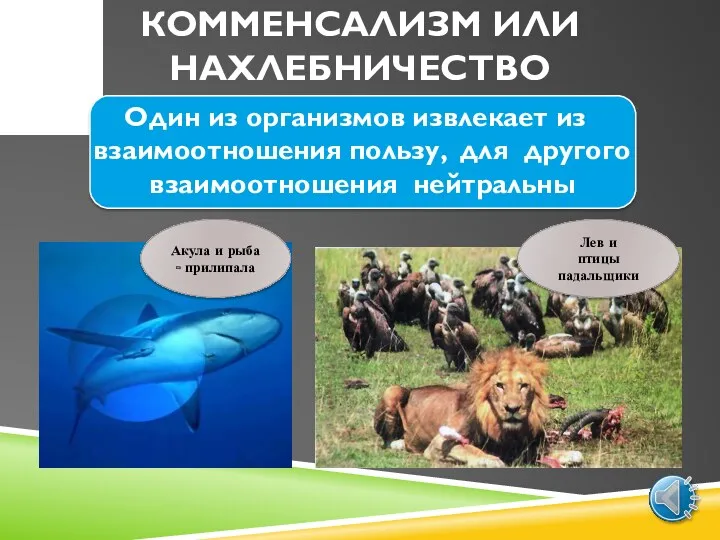 КОММЕНСАЛИЗМ ИЛИ НАХЛЕБНИЧЕСТВО Один из организмов извлекает из взаимоотношения пользу,