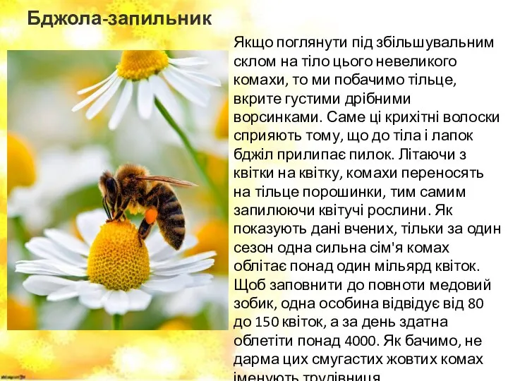 Бджола-запильник Якщо поглянути під збільшувальним склом на тіло цього невеликого