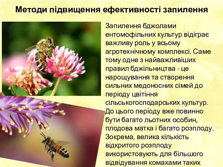 Методи підвищення ефективності запилення Запилення бджолами ентомофільних культур відіграє важливу