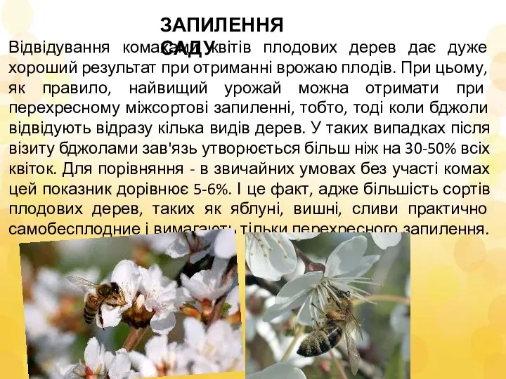 Відвідування комахами квітів плодових дерев дає дуже хороший результат при