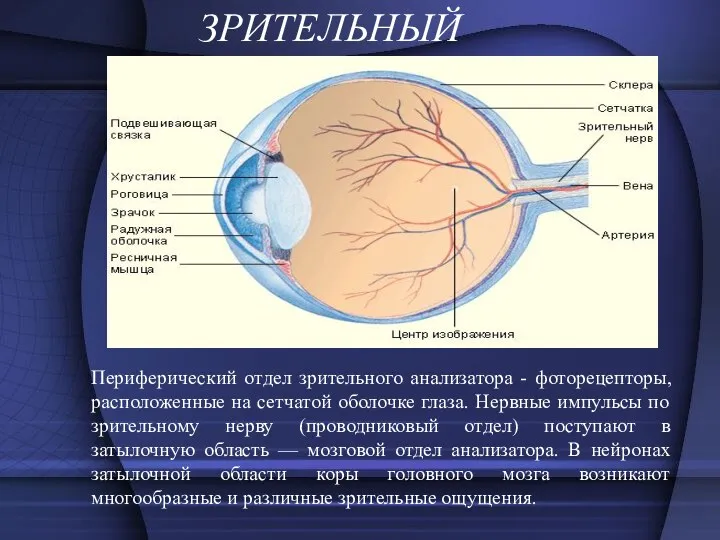ЗРИТЕЛЬНЫЙ Периферический отдел зрительного анализатора - фоторецепторы, расположенные на сетчатой оболочке глаза. Нервные