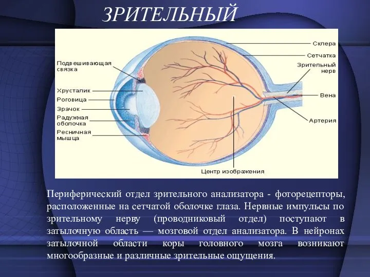 ЗРИТЕЛЬНЫЙ Периферический отдел зрительного анализатора - фоторецепторы, расположенные на сетчатой