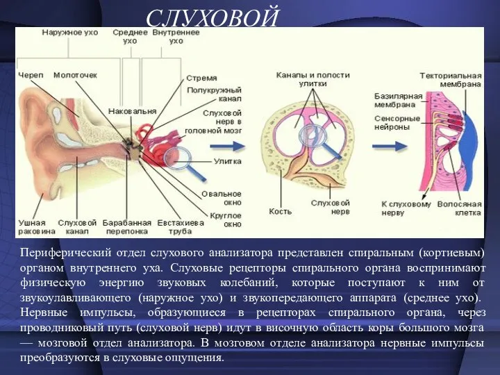 СЛУХОВОЙ Периферический отдел слухового анализатора представлен спиральным (кортиевым) органом внутреннего