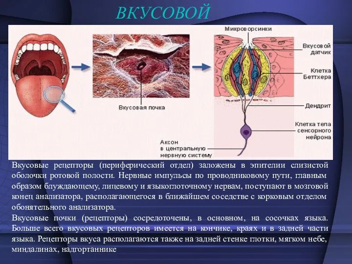 ВКУСОВОЙ Вкусовые рецепторы (периферический отдел) заложены в эпителии слизистой оболочки ротовой полости. Нервные