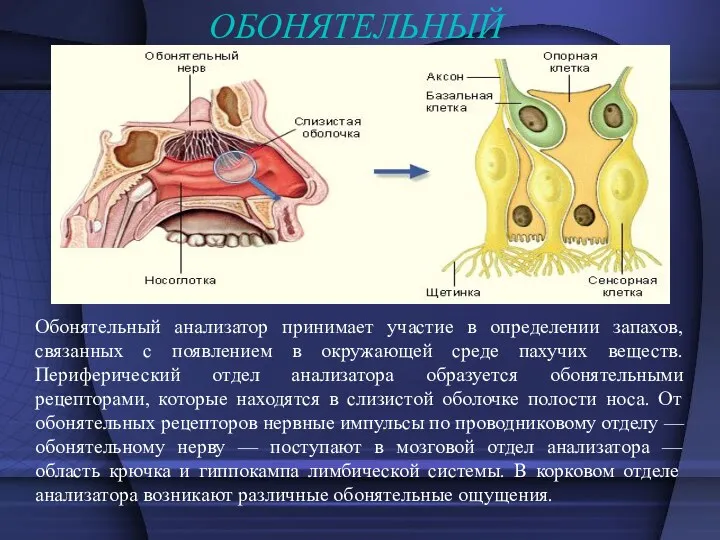 ОБОНЯТЕЛЬНЫЙ Обонятельный анализатор принимает участие в определении запахов, связанных с появлением в окружающей