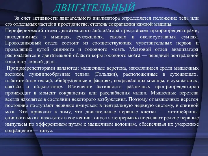 ДВИГАТЕЛЬНЫЙ За счет активности двигательного анализатора определяется положение тела или