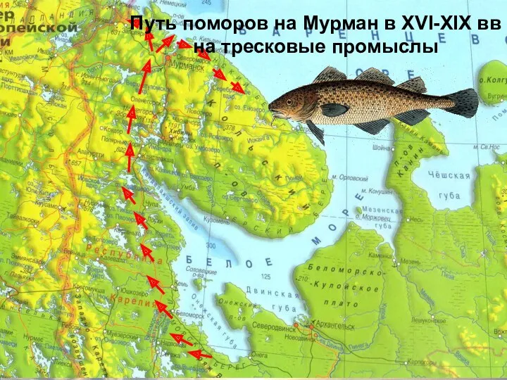 Путь поморов на Мурман в XVI-XIX вв на тресковые промыслы