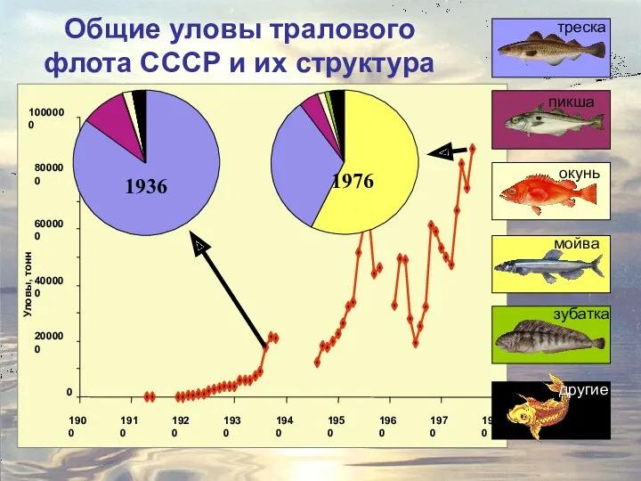 Общие уловы тралового флота СССР и их структура треска пикша окунь мойва зубатка другие