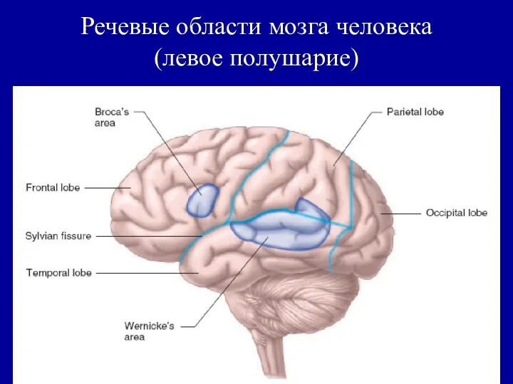 Речевые области мозга человека (левое полушарие)