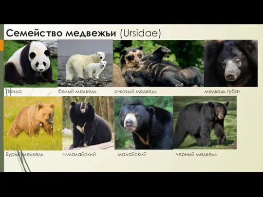 Семейство медвежьи (Ursidae) Панда белый медведь очковый медведь медведь губач Бурый медведь гималайский малайский черный медведь