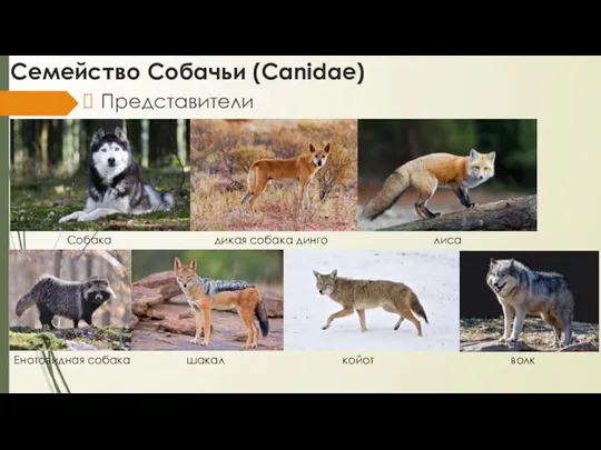 Семейство Собачьи (Canidae) Представители Собака дикая собака динго лиса Енотовидная собака шакал койот волк
