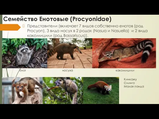 Семейство Енотовые (Procyonidae) Представители (включает 7 видов собственно енотов (род