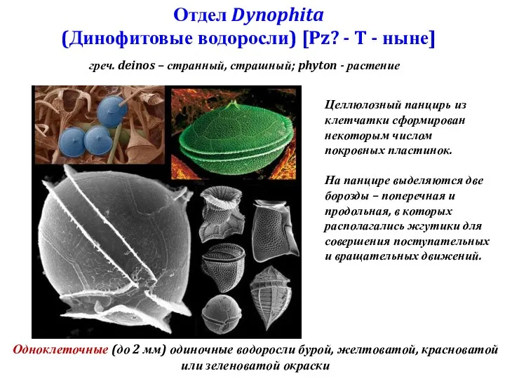 Отдел Dynophita (Динофитовые водоросли) [Pz? - T - ныне] греч.