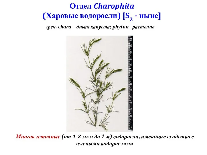 Отдел Charophita (Харовые водоросли) [S2 - ныне] Многоклеточные (от 1-2