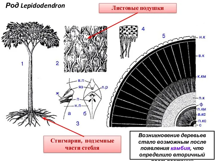 Листовые подушки Стигмарии, подземные части стебля Род Lepidodendron Возникновение деревьев