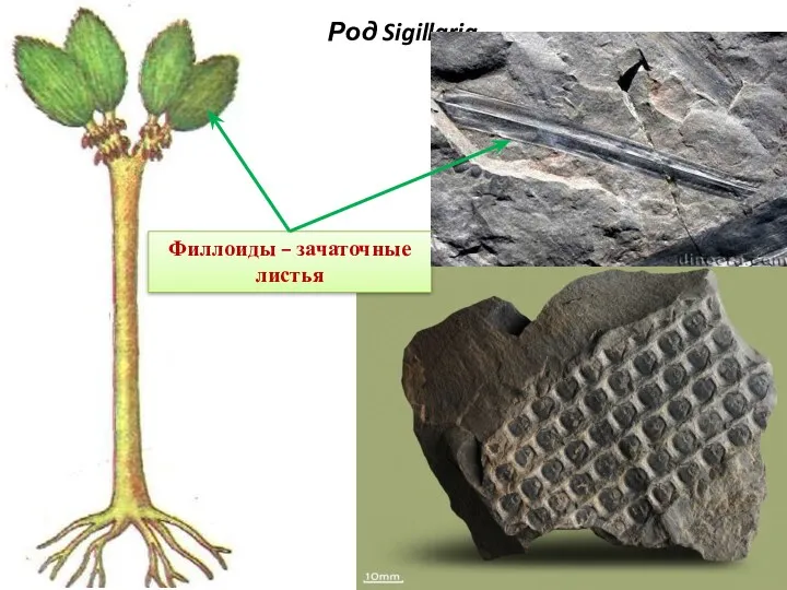 Род Sigillaria Филлоиды – зачаточные листья