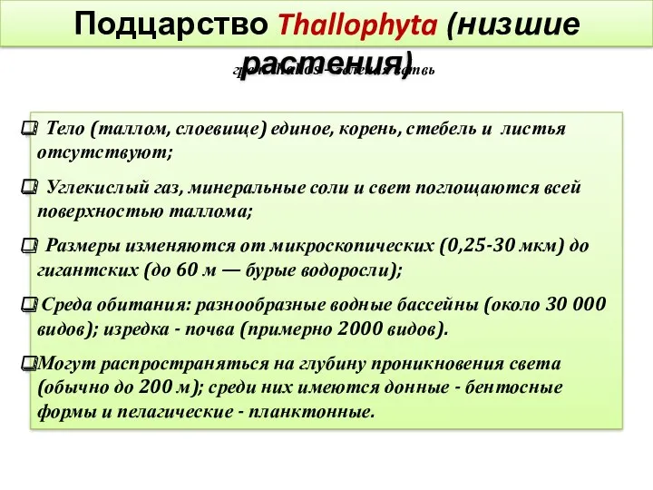 Подцарство Thallophyta (низшие растения) греч. thallos – зеленая ветвь Тело