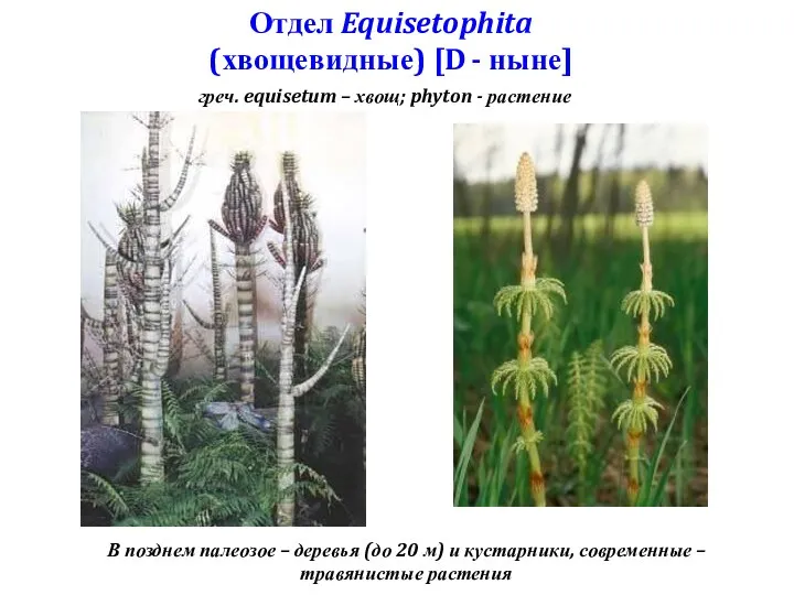 Отдел Equisetophita (хвощевидные) [D - ныне] греч. equisetum – хвощ;