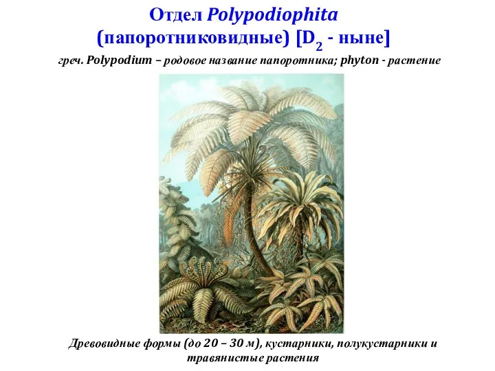 Отдел Polypodiophita (папоротниковидные) [D2 - ныне] греч. Polypodium – родовое