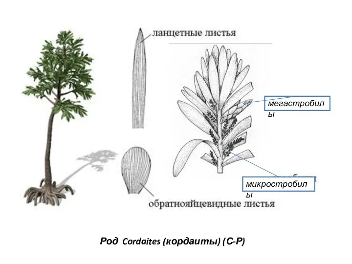 Род Cordaites (кордаиты) (С-Р) микростробилы мегастробилы