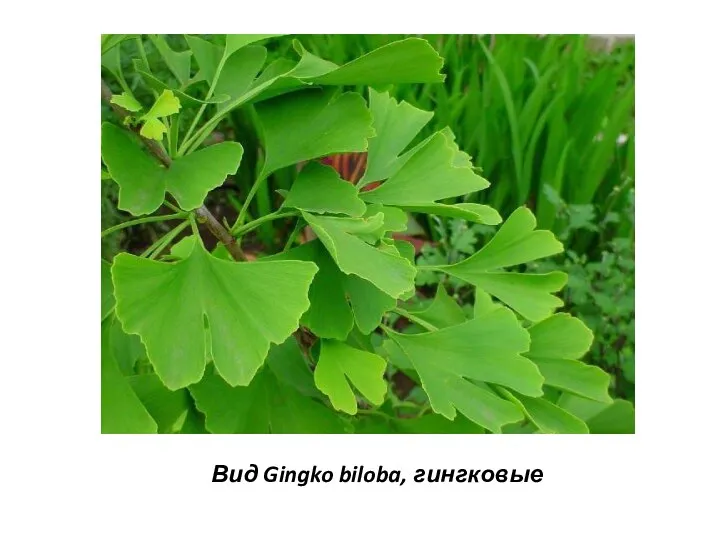 Вид Gingko biloba, гингковые