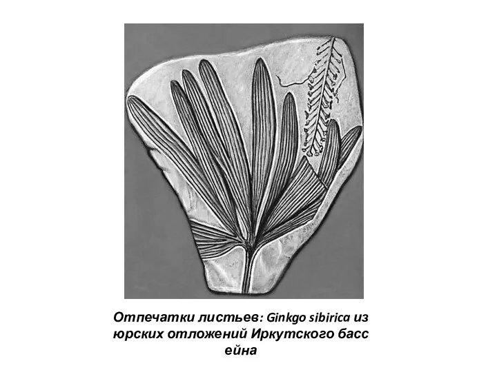 Отпечатки листьев: Ginkgo sibirica из юрских отложений Иркутского бассейна