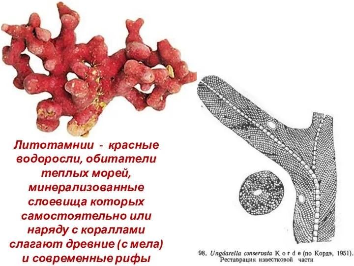 Литотамнии - красные водоросли, обитатели теплых морей, минерализованные слоевища которых