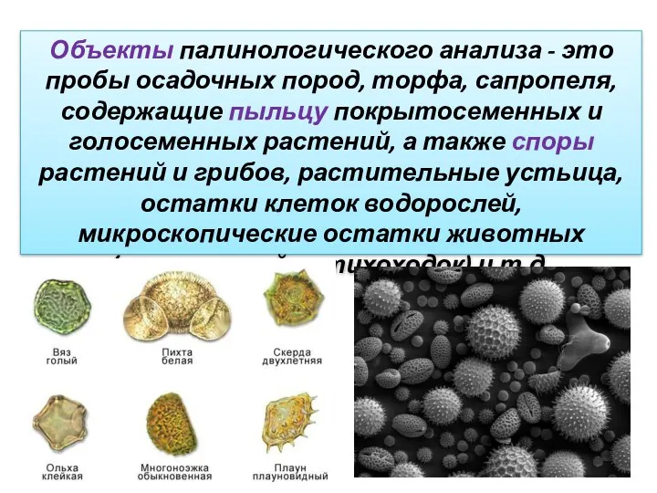 Объекты палинологического анализа - это пробы осадочных пород, торфа, сапропеля,