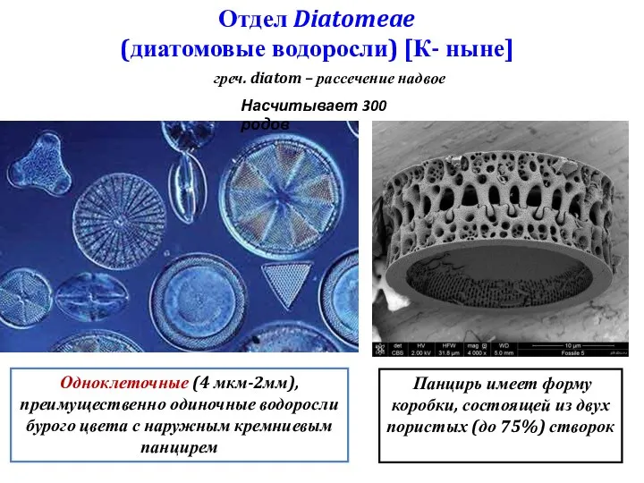 Отдел Diatomeae (диатомовые водоросли) [К- ныне] греч. diatom – рассечение