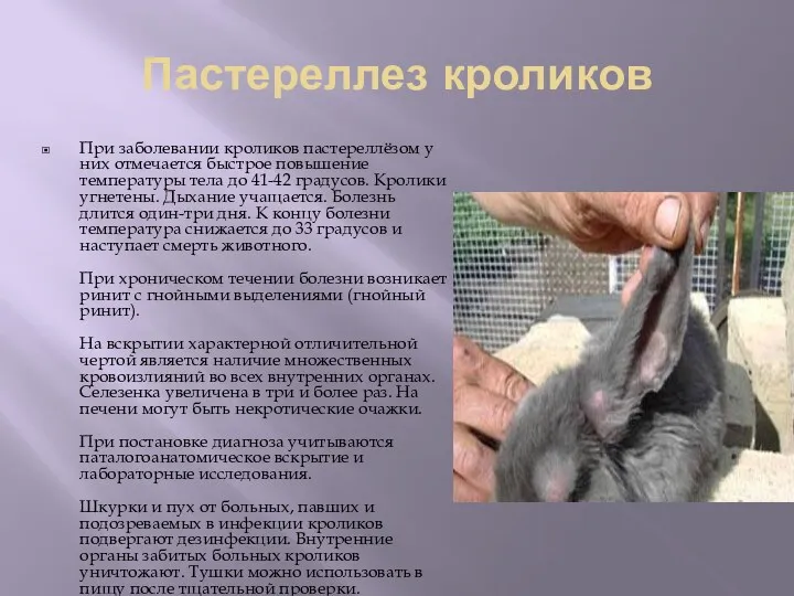Пастереллез кроликов При заболевании кроликов пастереллёзом у них отмечается быстрое повышение температуры тела